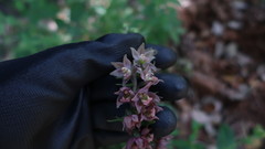 Epipactis helleborine tremolsii