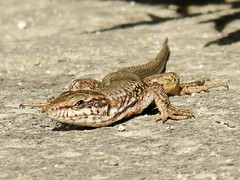 Podarcis muralis