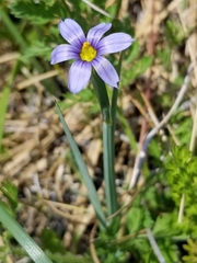 Sisyrinchium idahoense