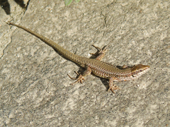 Podarcis muralis