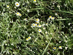 Anthemis peregrina