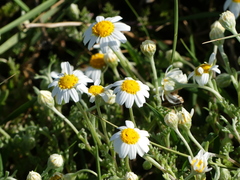 Anthemis peregrina
