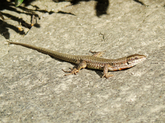Podarcis muralis