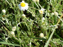 Anthemis peregrina