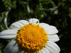 Anthemis peregrina