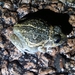 Long-footed Frog - Photo (c) Colin Trainor, some rights reserved (CC BY-NC), uploaded by Colin Trainor