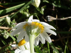 Anthemis peregrina