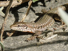 Podarcis muralis
