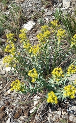 Euphorbia stepposa