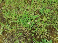 Trifolium repens