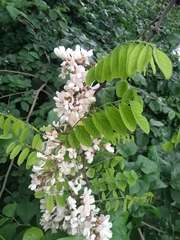 Robinia pseudoacacia
