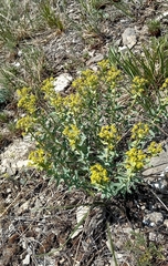 Euphorbia stepposa