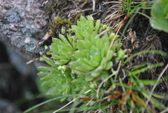 Sempervivum arachnoideum