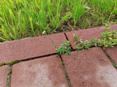 Capsella bursa-pastoris