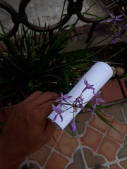 Tulbaghia