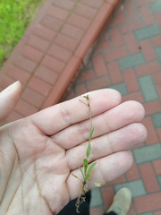 Capsella bursa-pastoris