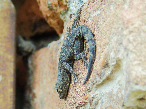 Kotschy's Gecko