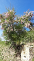 Tamarix africana