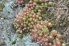 Sempervivum arachnoideum