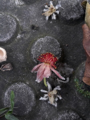 Euphorbiaceae