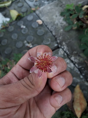 Euphorbiaceae