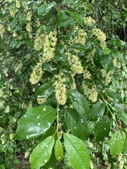 Prunus serotina