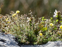 Fumana thymifolia