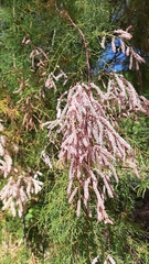 Tamarix africana