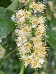 Prunus serotina