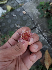 Euphorbiaceae