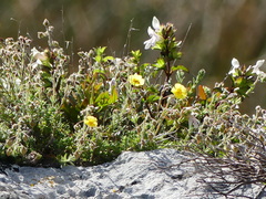 Fumana thymifolia