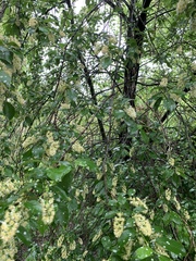 Prunus serotina