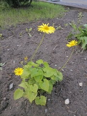 Doronicum × excelsum
