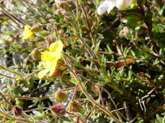 Fumana thymifolia