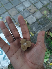 Euphorbiaceae