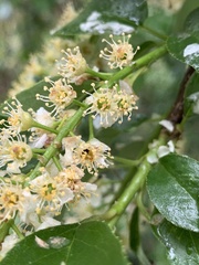Prunus serotina