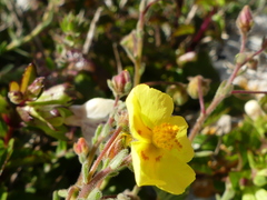 Fumana thymifolia