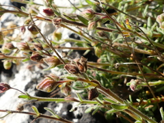 Fumana thymifolia
