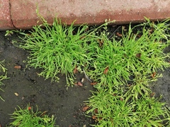 Poa annua