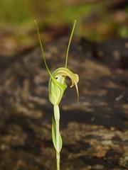 Pterostylis decurva
