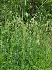 Arrhenatherum elatius bulbosum