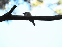 Phoenicurus phoenicurus