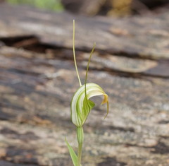 Pterostylis decurva