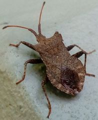 Coreus marginatus