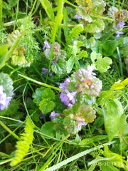 Glechoma hederacea