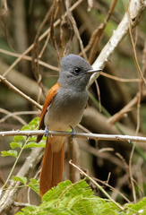 Terpsiphone viridis plumbeiceps