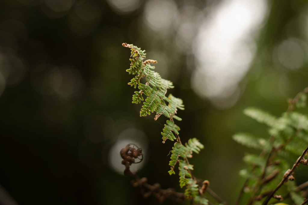 Cheilanthes obducta