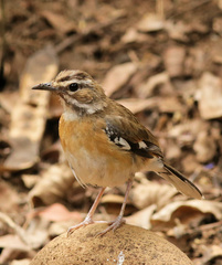 Cercotrichas quadrivirgata