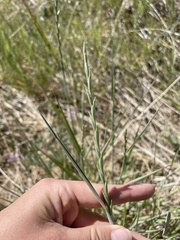 Thinopyrum intermedium intermedium