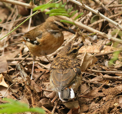 Cercotrichas quadrivirgata